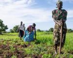 African farmers harvesting the crop in South Sudan. Image: FAO/South Sudan.