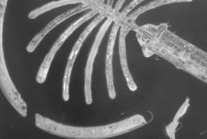 Dubai seen from space